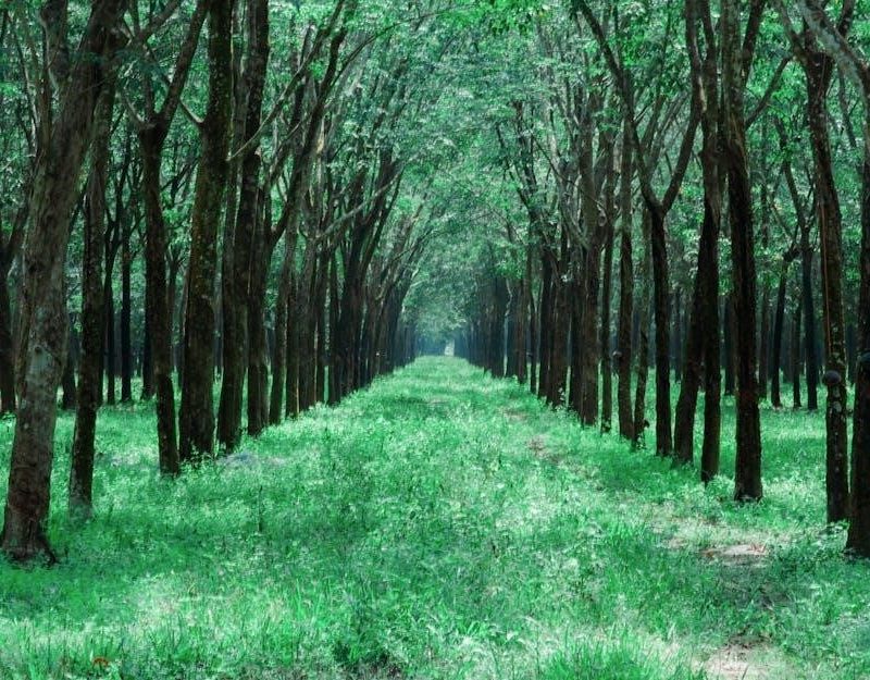 veritas mk2 honing guide