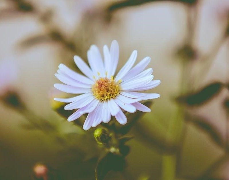 daisy petal requirements pdf